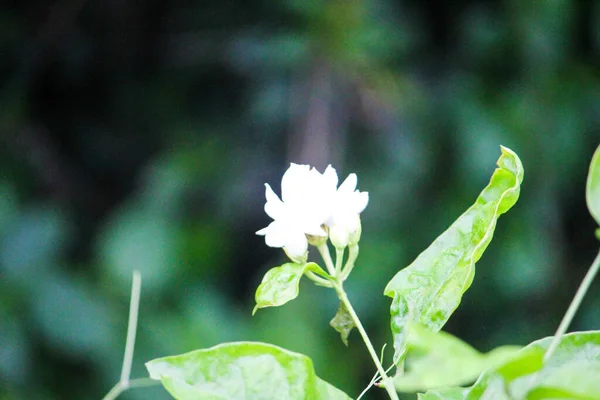 庭の白いジャスミンのサンバックの花の選択的な焦点 — ストック写真