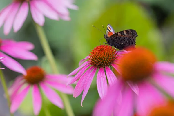 Una Mariposa Del Pavo Real Aglais Sentada Cosechando Una Flor — Foto de Stock