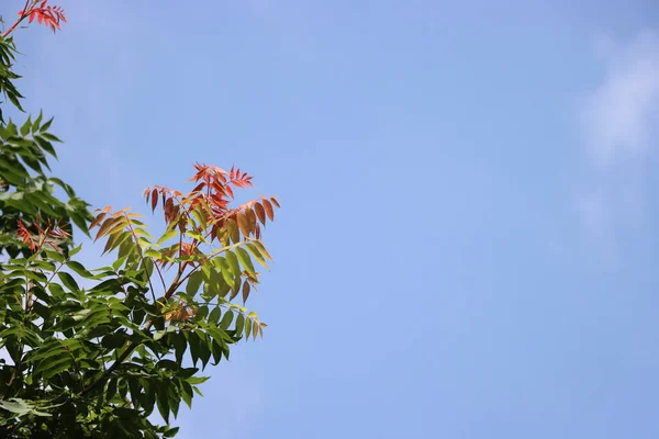 Primer Plano Árbol Backgro Cielo Azul —  Fotos de Stock