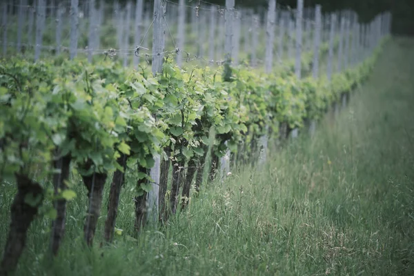 Een Prachtig Shot Van Een Gecultiveerde Vinograda Tuin — Stockfoto