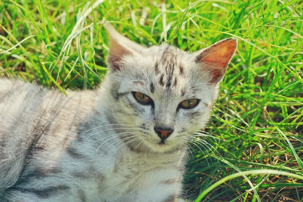 Gatinho Adorável Deitado Grama Verde — Fotografia de Stock