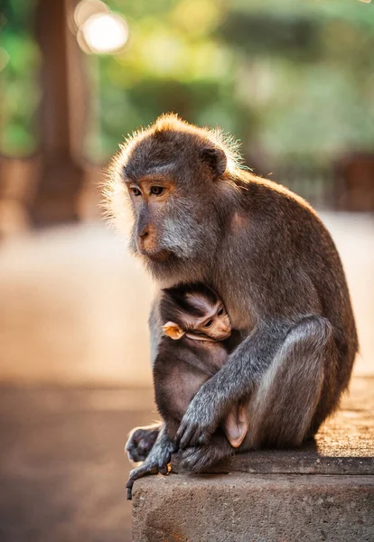 Close Vertical Macaco Mãe Sentado Pedra Abraçando Seu Bebê Fundo — Fotografia de Stock