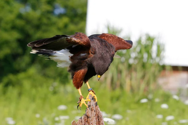 哈里斯的老鹰在田野里的一块木头上栖息的一张选择性的焦点照片 — 图库照片