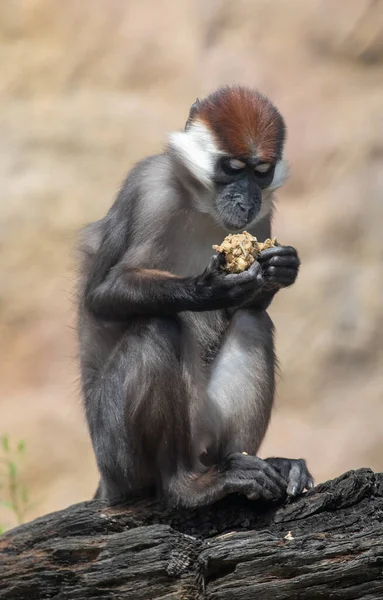 Een Verticaal Schot Van Een Aap Een Zoo Park — Stockfoto