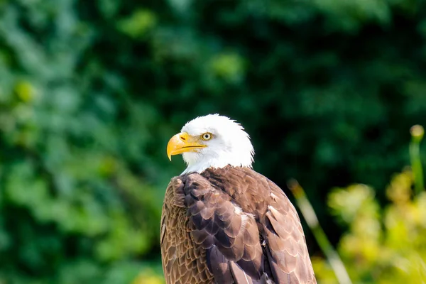 Selektiv Fokusbild Skallig Örn Ett Fält — Stockfoto