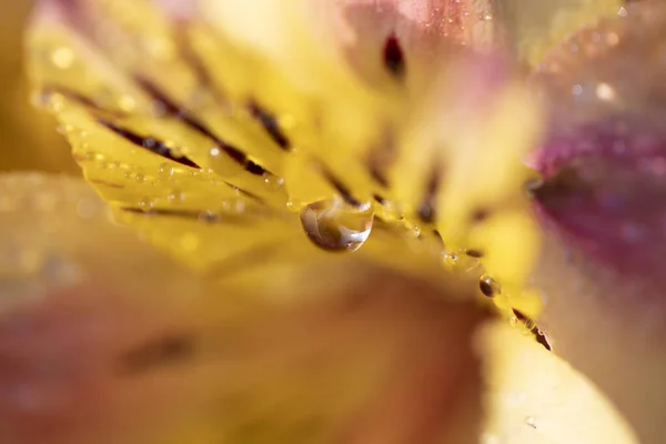 Tiro Close Lírio Flor Incas Com Algumas Gotas Água — Fotografia de Stock