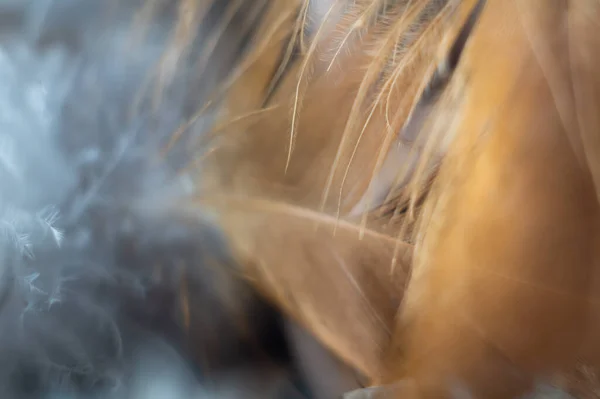 Макроснимок Мягкого Пера — стоковое фото
