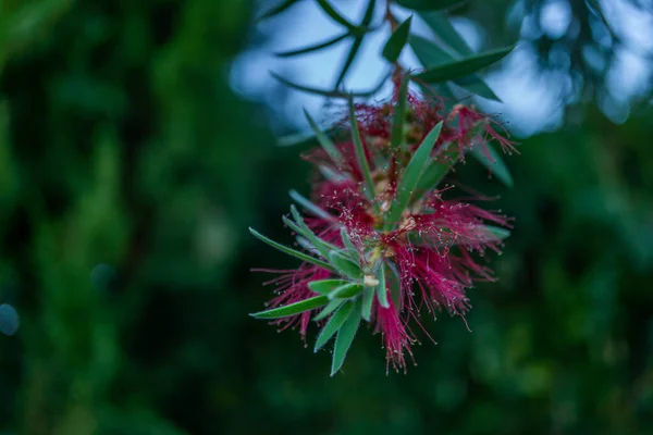 Red Callistemon Flower Commonly Known Bottlebrushes Sunny Summer Day — Stock Photo, Image