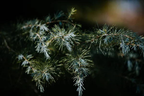 Çam Ağacının Dallarının Yakın Çekimi — Stok fotoğraf