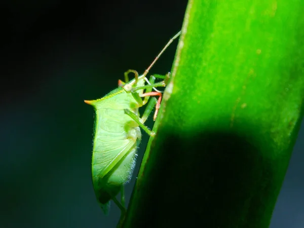 A closeup of a green shield bug perching a plant leaf