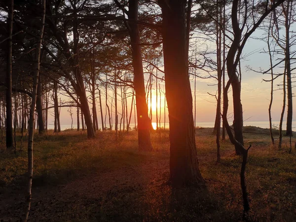 Пейзаж Леса Окруженного Водой Солнечным Светом Время Прекрасного Восхода Солнца — стоковое фото