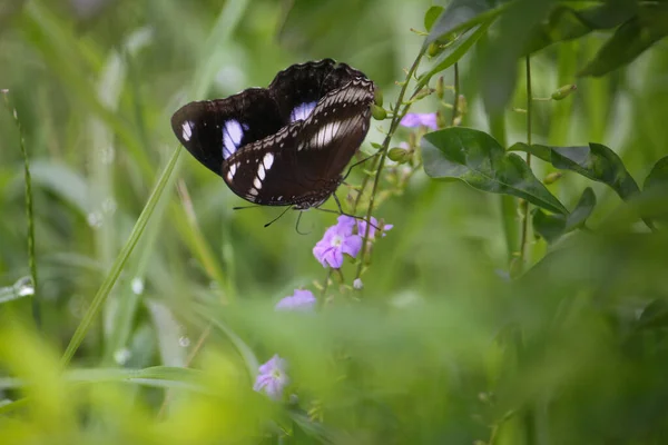Ein Selektiver Fokus Eines Schwarz Weißen Schmetterlings Auf Einer Blume — Stockfoto