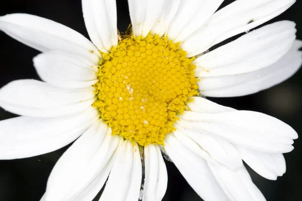 Detailní Záběr Krásného Heřmánku — Stock fotografie