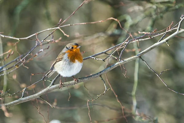 Seul Robin Une Journée Hiver Ensoleillée Froide Sur Arbre — Photo