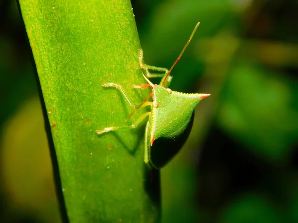 Primo Piano Insetto Puzzolente Verde Una Foglia Verde — Foto Stock