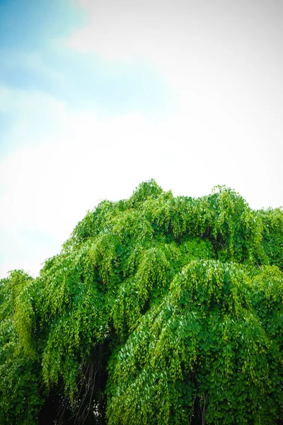 Bel Arbre Vert Dans Parc Contre Ciel Bleu — Photo