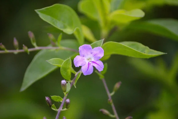 Selective Focus Purple Ruella Squarrose Flower Garden — Stock Photo, Image