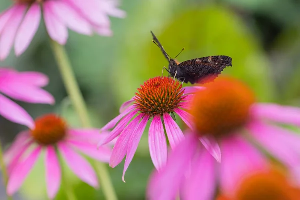 Una Mariposa Del Pavo Real Aglais Sentada Cosechando Una Flor — Foto de Stock