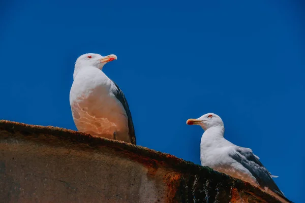 Eine Flache Aufnahme Von Möwen Auf Einem Brunnenvorsprung Mit Reflexion — Stockfoto