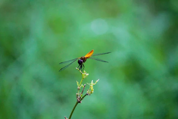 Concentration Sélective Une Libellule Rouge Sur Une Plante Verte Sur — Photo