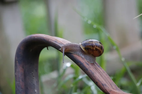 Caracol Jardín Jarra Patio — Foto de Stock