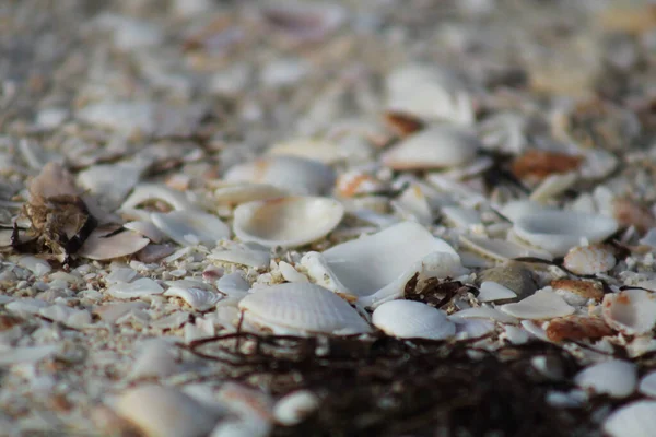 Крупним Планом Знімок Зламаних Черепашок Гальки Пляжі — стокове фото