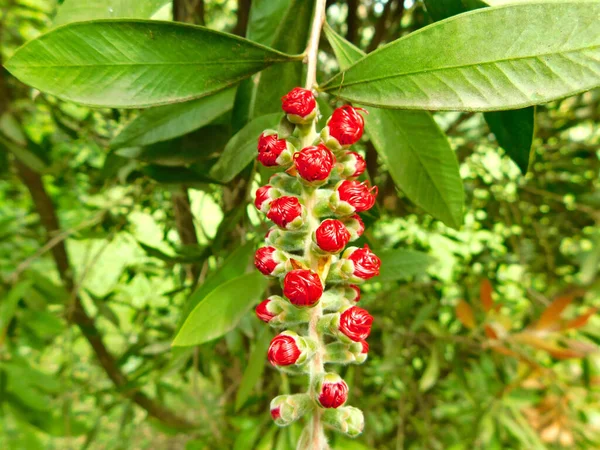 Větev Únorové Rostliny Daphne Rostoucím Ovocem — Stock fotografie