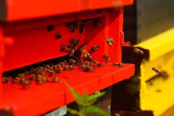 Een Kleurrijke Bijenkorf Zomer Naast Een Veld Alles Geoogst Het — Stockfoto
