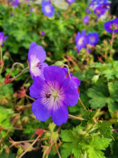 Colpo Verticale Fiori Gru Himalayane Giardino Sotto Luce Del Sole — Foto Stock