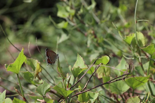 Nahaufnahme Eines Schönen Schmetterlings Auf Einer Pflanze — Stockfoto