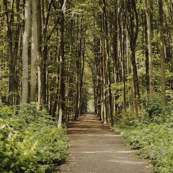 Μια Όμορφη Λήψη Ενός Μονοπατιού Οδηγεί Στο Πυκνό Δάσος — Φωτογραφία Αρχείου