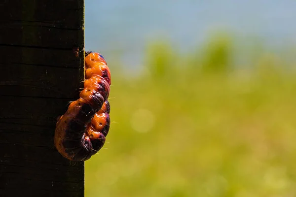 Een Selectieve Close Van Een Geitenmot Cossus Cossus Een Houten — Stockfoto