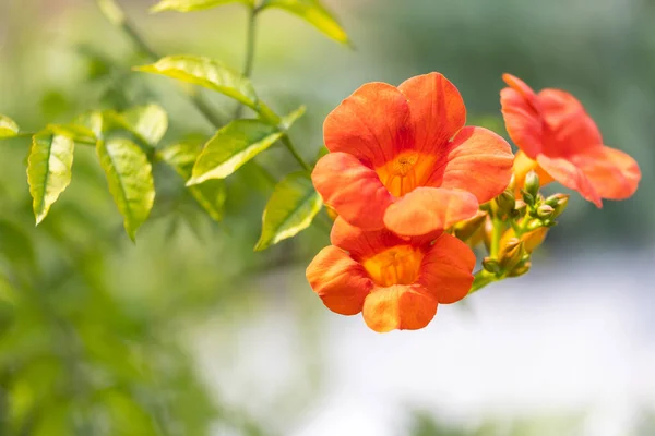 Primer Plano Las Flores Brotes Anaranjados Rojos Vid Colibrí También — Foto de Stock