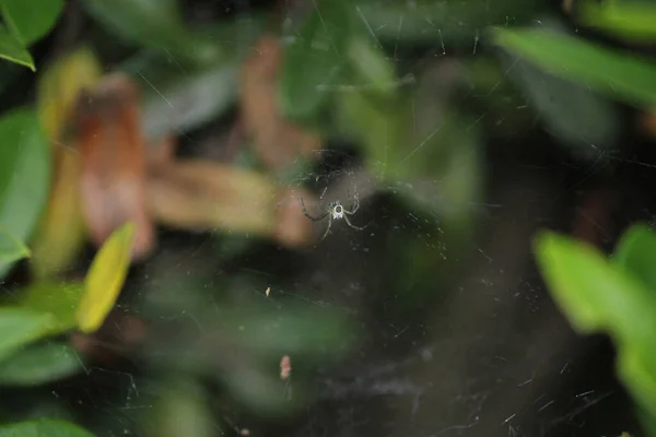 Foco Selectivo Araña Tela Entre Hoja Verde Planta Sobre Fondo — Foto de Stock