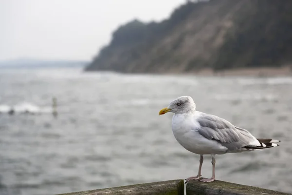 Uma Gaivota Arenque Fica Corrimão Madeira Olha Para Mar Praia — Fotografia de Stock