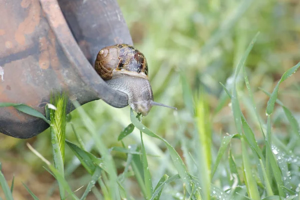 Een Tuin Slak Werper Tuin — Stockfoto