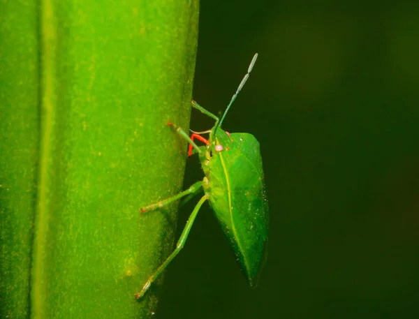 Insecto Palomena Prasina Posado Sobre Una Hoja Verde —  Fotos de Stock