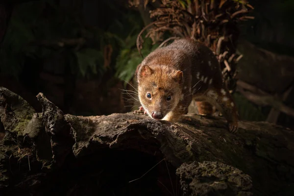 Uma Foto Close Tiger Quoll Spotted Tail Quoll Tasmânia Austrália — Fotografia de Stock