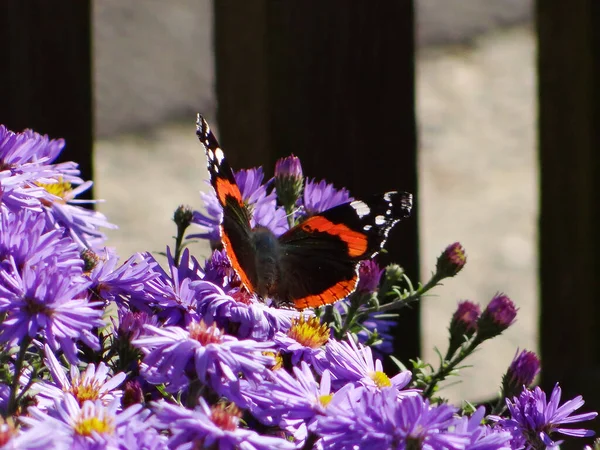 Closeup Shot Small Tortoiseshell Butterfly Insect Sitting Purple Flower — Stock Photo, Image