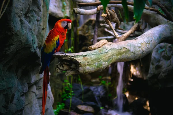 Hayvanat Bahçesindeki Kırmızı Yeşil Bir Papağana Yeşil Kanatlı Bir Papağana — Stok fotoğraf