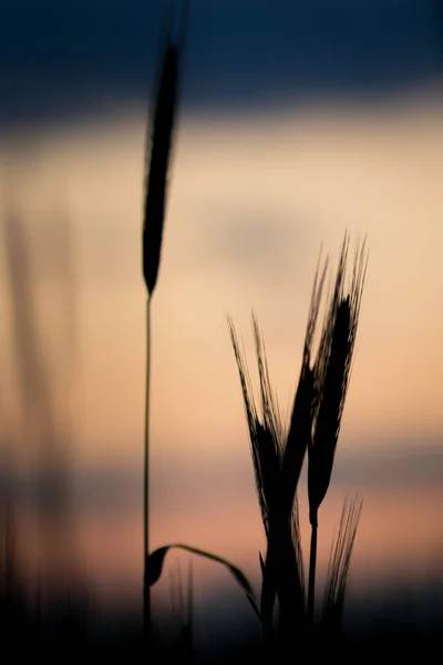 Silhouette Grains Sunset — Stock Photo, Image