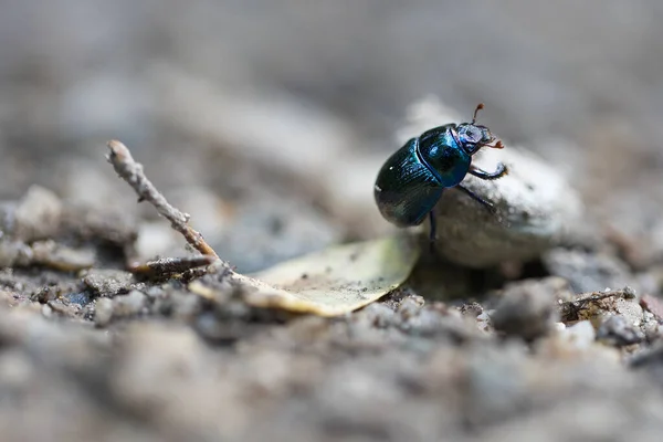 Nahaufnahme Eines Insekts Auf Einem Boden — Stockfoto