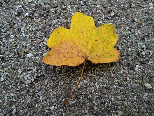 Une Feuille Érable Jaune Sèche Sur Sol — Photo