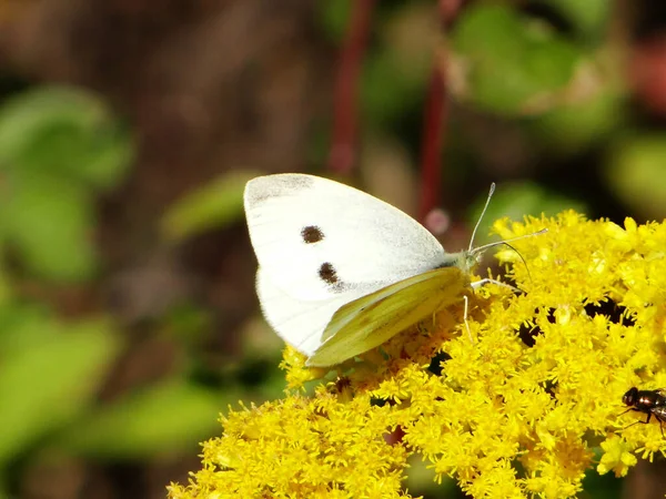 Enfoque Selectivo Insecto Mariposa Pontia Callidice Sentado Una Planta Con — Foto de Stock