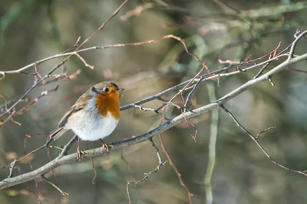 Único Robin Inverno Ensolarado Frio Uma Árvore — Fotografia de Stock