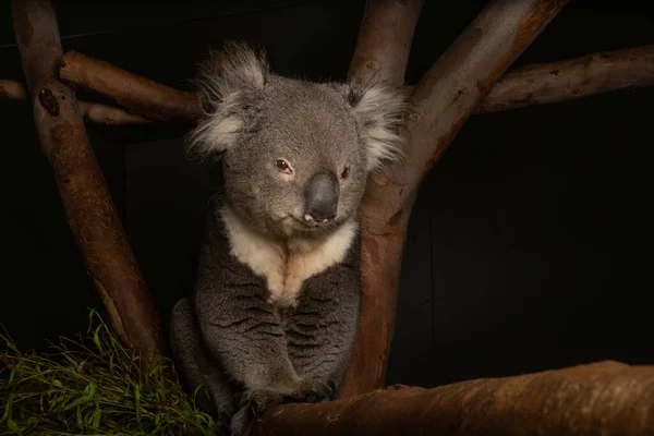 Avustralya Bir Ağaçtaki Koala Nın Yakın Plan Fotoğrafı — Stok fotoğraf