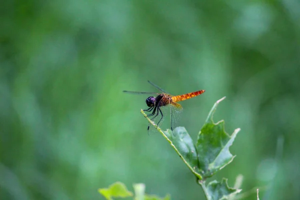 Foyer Sélectif Une Libellule Rouge Sur Une Feuille Plante Verte — Photo