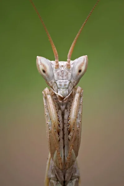 Vertical Closeup Mantis — Stock Photo, Image