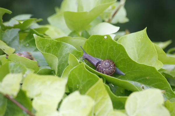 Eine Gartenschnecke Auf Den Grünen Blättern Hof — Stockfoto