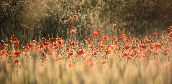 Una Vista Espectacular Amapolas Rojas Hierba Caña Campo Ideal Para — Foto de Stock